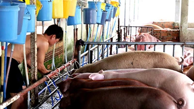 Không dễ bỏ tù người bán thịt chứa chất cấm