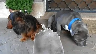 Chú chó xấu hổ vì bị chủ nhân tra khảo