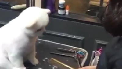 Chú cún siêu dễ thương tự tin ngồi im để chủ tỉa lông