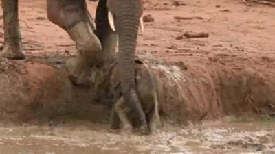 Pha giải cứu voi con khỏi vũng lầy của các chú voi