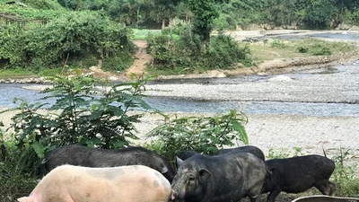 Thầy giáo miền núi và câu chuyện trồng rau sạch