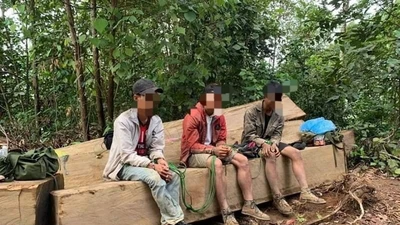 Bắt nhóm người khai thác gỗ trái phép