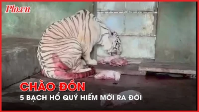 Video: Khu du lịch Vườn Xoài đón 5 bạch hổ Bengal quý hiếm vừa ra đời