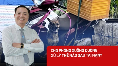 Chó ngồi trên xe máy phóng xuống đường gây tai nạn, ai chịu trách nhiệm?