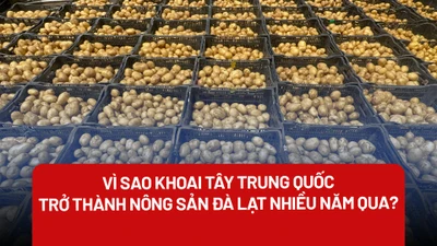 Kiên quyết xử lý khoai tây Trung Quốc biến thành nông sản Đà Lạt