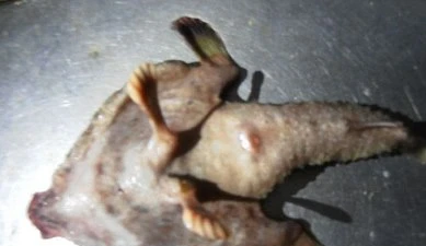 Phát hiện loài cá lạ có mũi và chân giống người