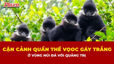 Ngắm đàn voọc gáy trắng quý hiếm hơn 200 con ở vùng núi đá vôi Quảng Trị