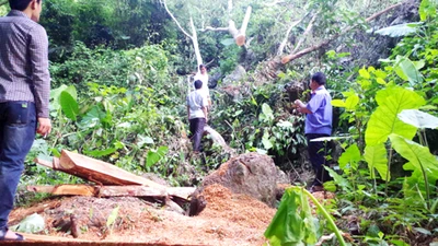 Bắt giam năm đối tượng vào nhà dân cưa trộm gỗ