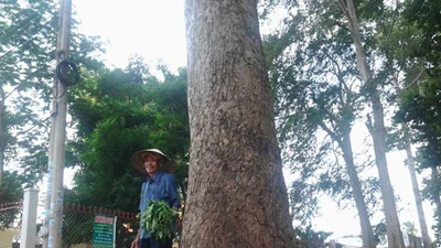 Kỳ bí rừng dầu cổ thụ ở Biên Hòa