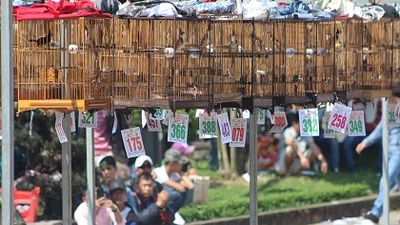 Chim chào mào Quảng Trị đoạt cúp vàng Cố đô