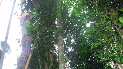 Vườn chè cổ thụ trăm tuổi Xứ Cùa