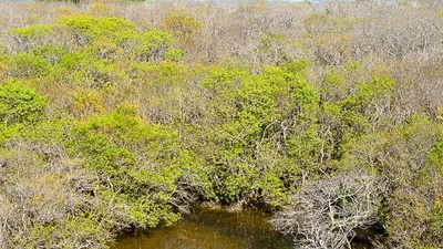 Hút hồn trước vẻ đẹp của rừng ngập mặn xứ Huế mùa thu