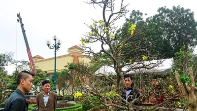 Cận cảnh 'cụ' hoàng mai 5 tỉ đồng tại chợ hoa Quảng Bình