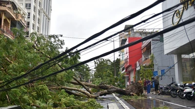 Thừa Thiên - Huế cây đổ hàng loạt, có người bị thương
