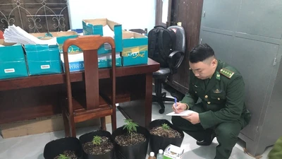 Mua hạt cần sa qua facebook mang trồng tại nhà