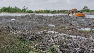 Vụ san ủi rừng ngập mặn: Đình chỉ thi công bờ kè