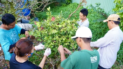 Sức mua yếu, nhà vườn không đủ chi phí thuê nhân công lặt lá mai Tết