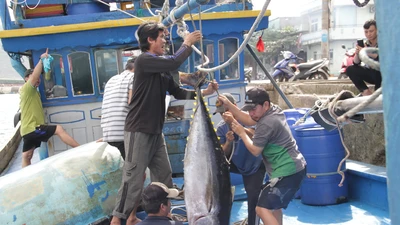 Ngư dân khát khao giàu lên từ biển 