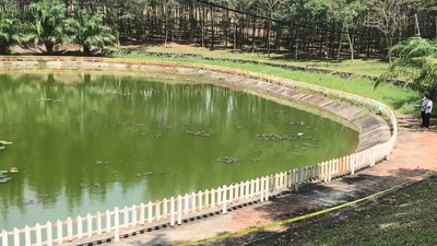 Video: Bé trai 11 tuổi mất tích, tìm thấy thi thể ở hồ nước gần nhà