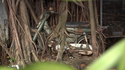 Cây cổ thụ quấn chặt xe máy thành tác phẩm độc đáo