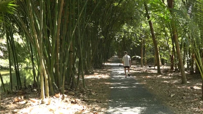 'Mát mắt' với con đường tre độc nhất ở miền Tây