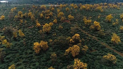 Ngẩn ngơ trước vẻ đẹp của Gia Lai mùa hoa muồng vàng