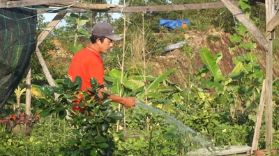 Video: Nông dân lo lắng hoa Tết ế 