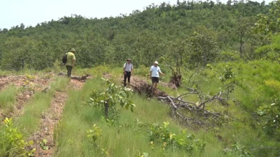 Video: Khởi tố vụ án hủy hoại rừng phòng hộ tại huyện Chư Sê, Gia Lai