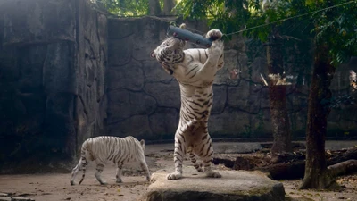 Video: Tết Nhâm Dần, nghe chuyện nuôi bạch hổ ở Thảo Cầm Viên