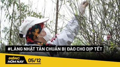 Nóng hôm nay: Làng Nhật Tân chuẩn bị đào cho dịp Tết