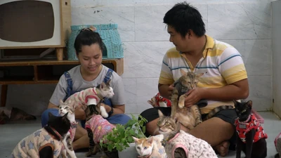 Đôi bạn trẻ ‘biến’ công ty thành vườn mèo hạnh phúc