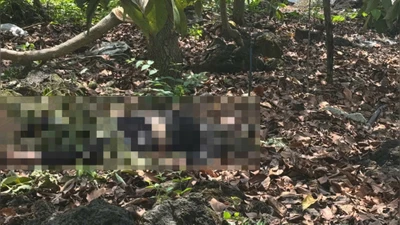 Thanh niên có hình xăm Samurai cưỡi hổ tử vong bất thường trong vườn nhà dân