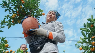 Kiếm tiền triệu nhờ vận chuyển cây cảnh thuê dịp cận Tết