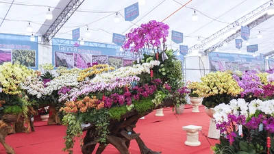 Lan hồ điệp 'nằm' gỗ lũa hút khách mùa Tết