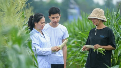 Độc lạ giống ngô ăn sống, không cần chế biến