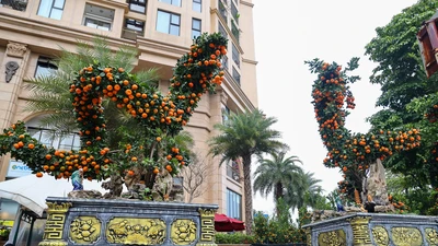 Ngắm cặp quýt 'song Long' giá hơn 250 triệu đồng 