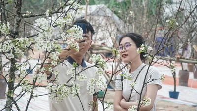  Sau Tết Nguyên đán người dân Hà Nội chuyển sang chơi hoa lê rừng