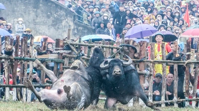 Vĩnh Phúc: Những màn đấu kịch tính tại Lễ hội chọi trâu truyền thống xã Hải Lựu