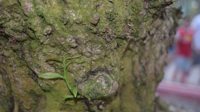 Rao bán gốc mai hơn 200 tuổi giá 2,9 tỉ đồng 