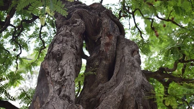 Lão me hơn 400 tuổi khiến ai đi qua cũng ngước nhìn