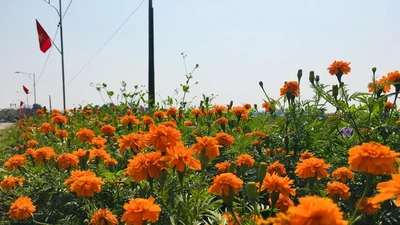 Ngỡ ngàng con đường rực vàng hoa vạn thọ 