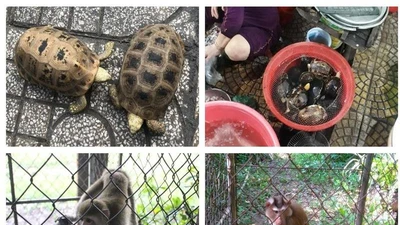 Giám đốc công ty nuôi động vật hoang dã để bán lãnh 13 năm tù