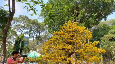 Ngẩn ngơ ngắm ‘cụ’ mai khổng lồ giá 2 tỉ tại Hội hoa xuân 