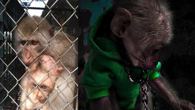 Nuôi nhốt khỉ đuôi dài trái phép, một người bị phạt 10 triệu đồng