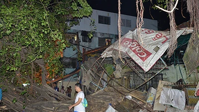 3 anh em thoát chết khi cây bồ đề đổ sập