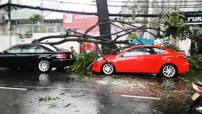 Cây xanh liên tục ngã đổ đè nhiều ô tô ở TP.HCM