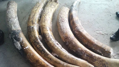 Nửa tấn ngà voi giá 20 tỉ đồng trong ruột gỗ