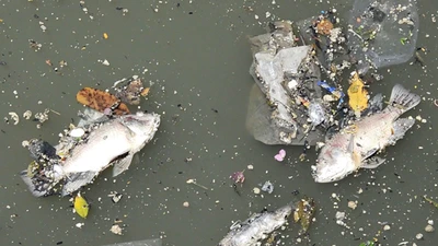 Cá chết la liệt trên kênh Nhiêu Lộc - Thị Nghè