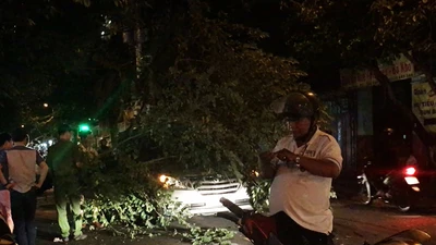 Cây trứng cá bật gốc đè trúng ô tô đang chạy ở TP.HCM