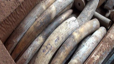 Tạm đình chỉ 4 vụ buôn lậu ngà voi vì hết hạn điều tra